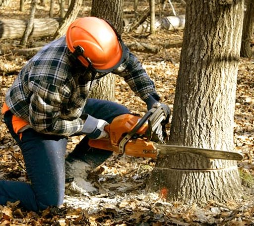 Tree Removal in Crocketts Bluff, AR